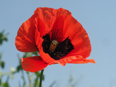 Papaver lateritium