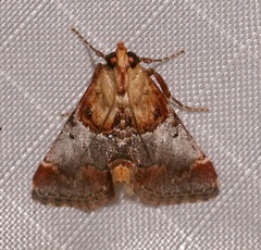 Cacozelia basiochrealis