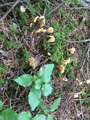 Cudoniaceae