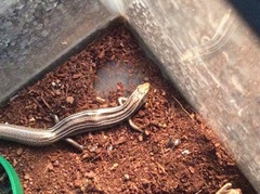 Plestiodon multivirgatus