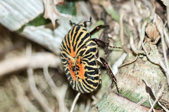 Gymnetis stellata