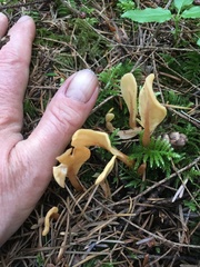 Cudoniaceae