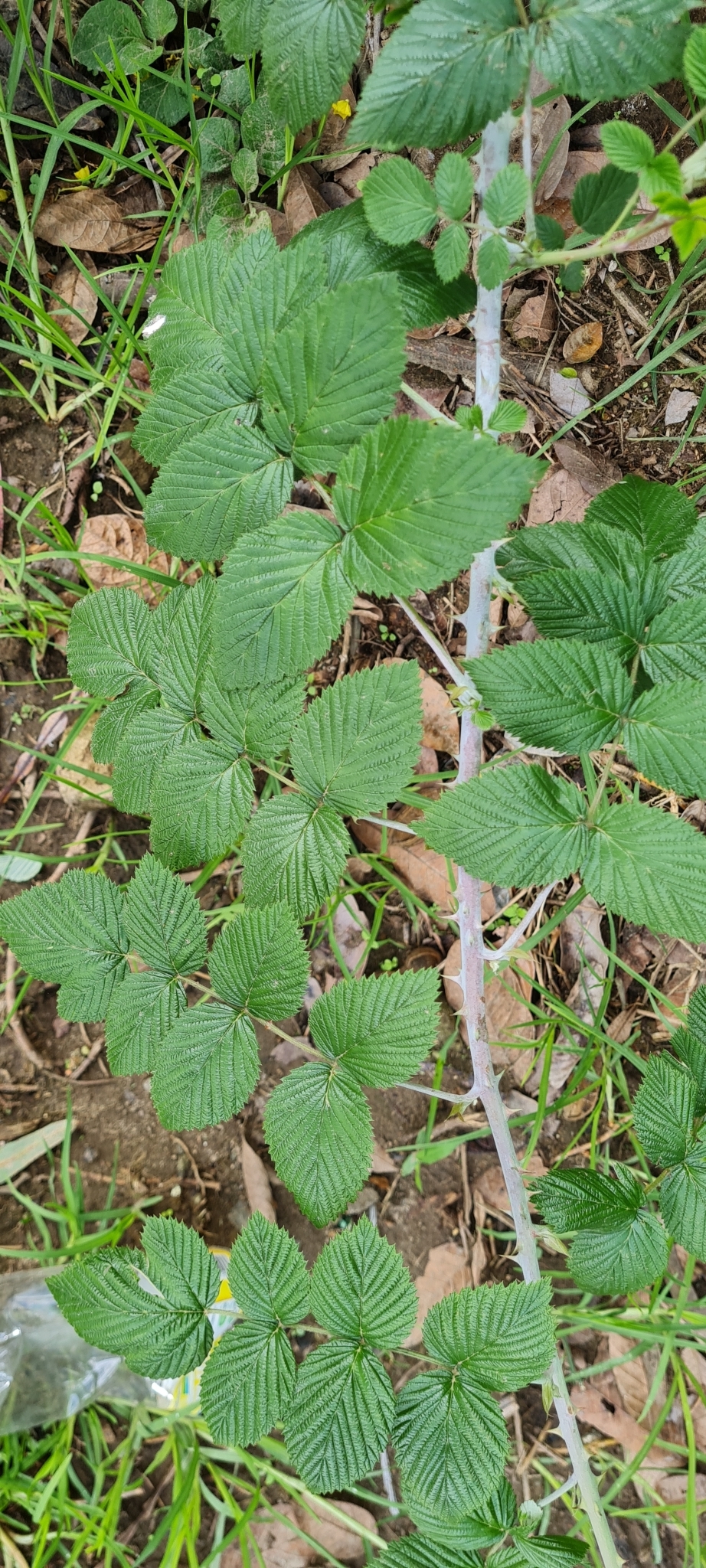 Imagem de Amora-silvestre