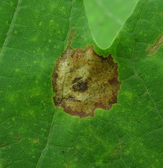 Acericecis ocellaris