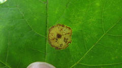 Acericecis ocellaris