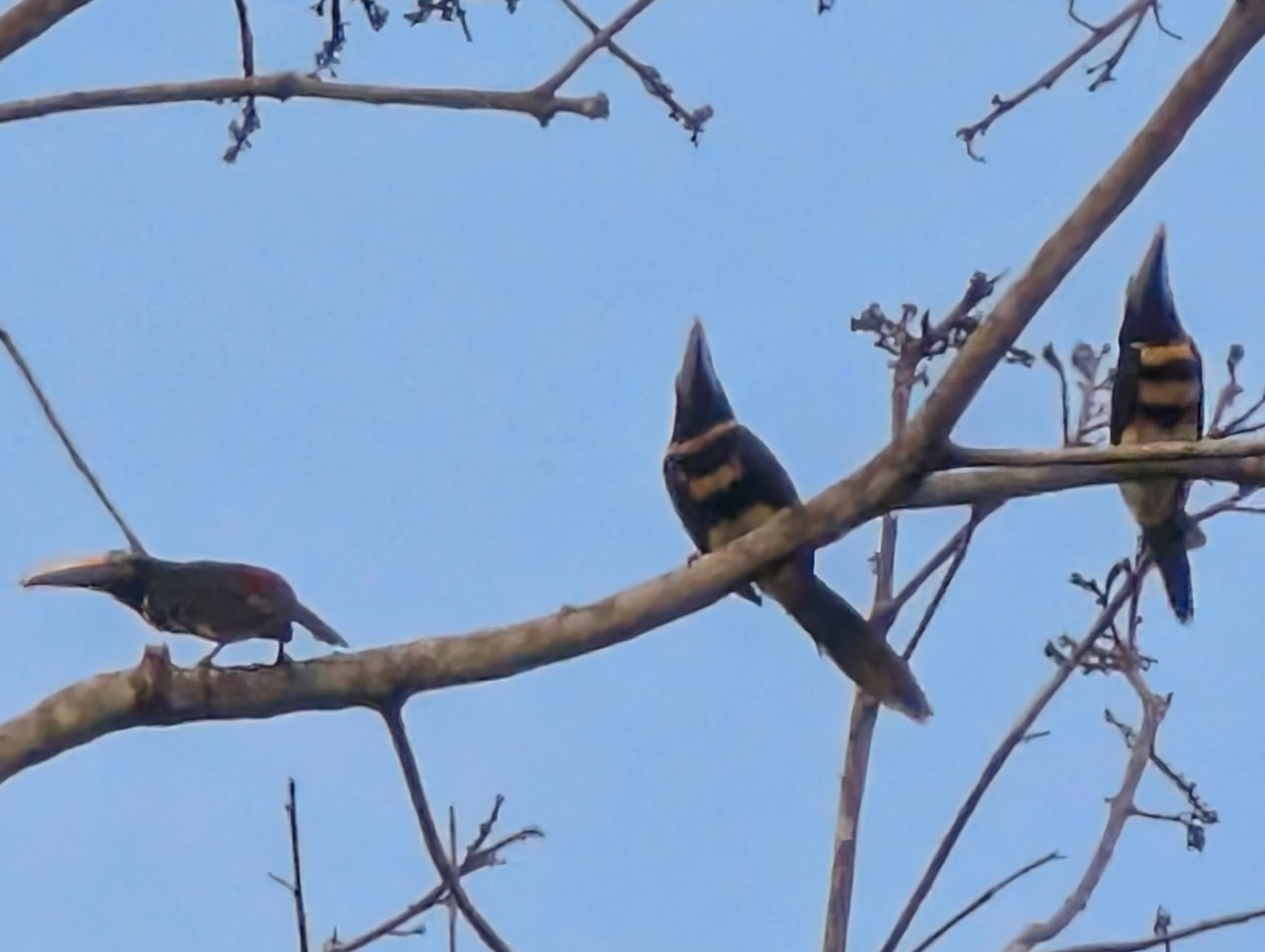 Many-banded Aracari (Pteroglossus pluricinctus), photo 3