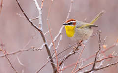 Rufous-Capped Warbler photo 1
