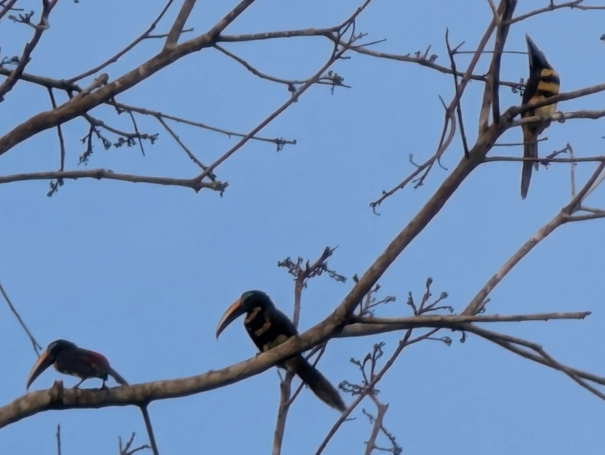 Many-banded Aracari (Pteroglossus pluricinctus), photo 4