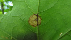 Acericecis ocellaris