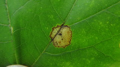 Acericecis ocellaris