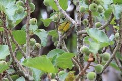 Zosterops anderssoni