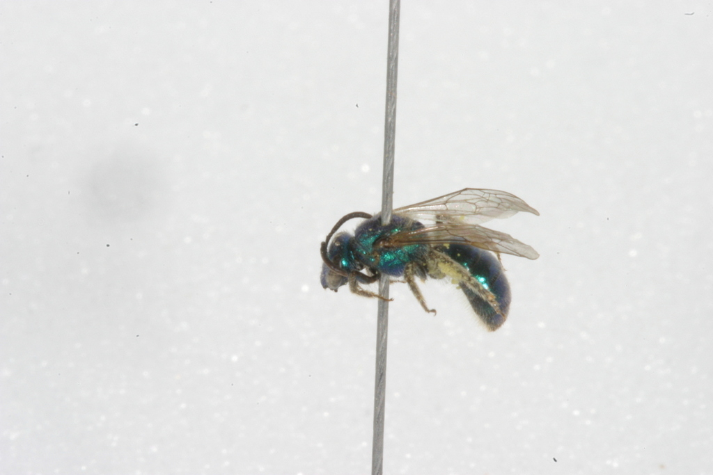 Augochlorella neglectula