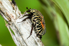 Gymnetis stellata