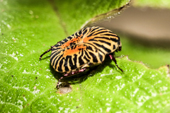 Gymnetis stellata