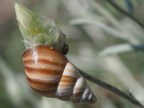 Georginapaeus hohenackeri