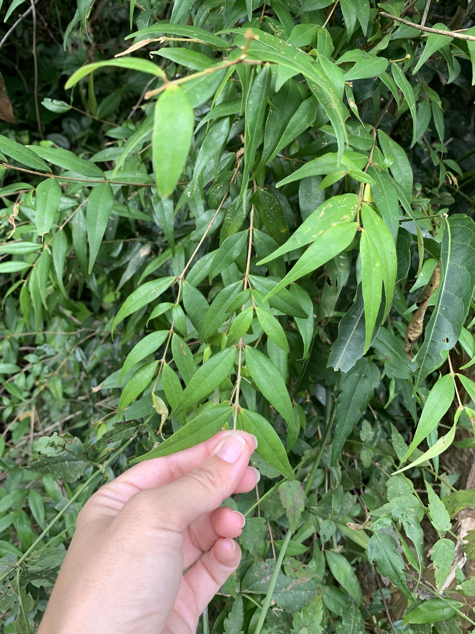 Imagem de Pedra-ume-caá