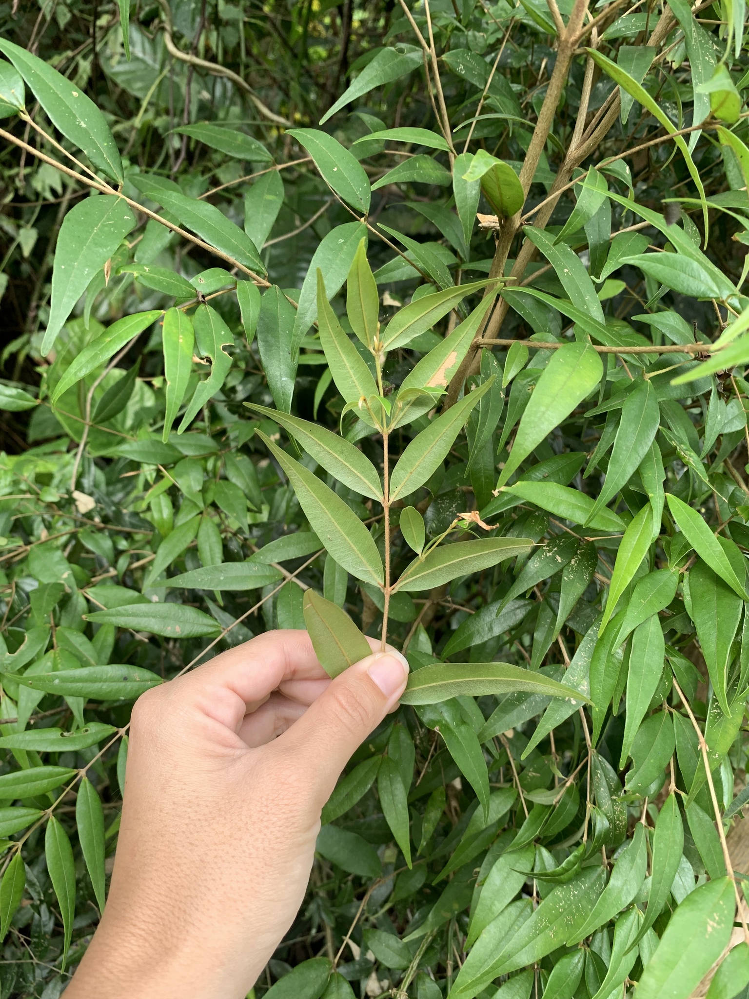 Imagem de Pedra-ume-caá
