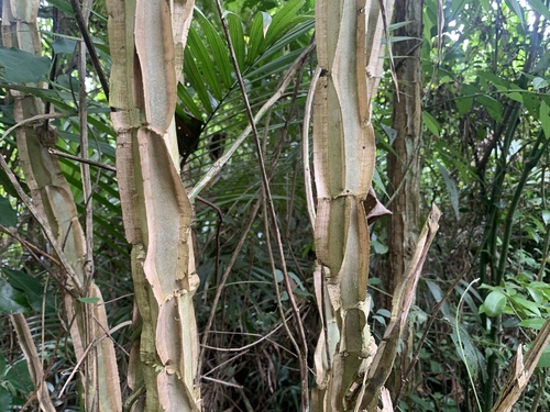 Foto de Angico-Jacaré