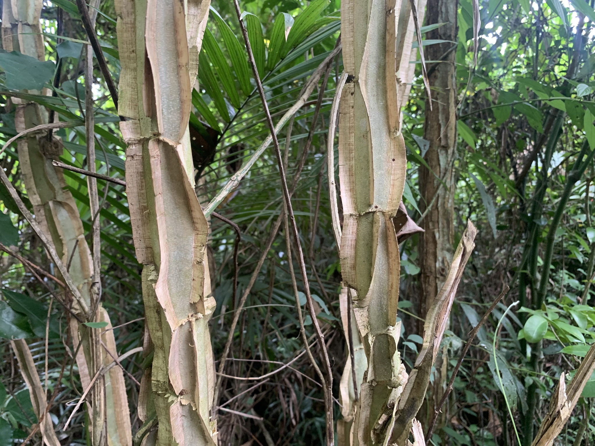 Piptadenia gonoacantha