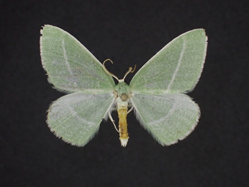 Chlorosea nevadaria photo 3