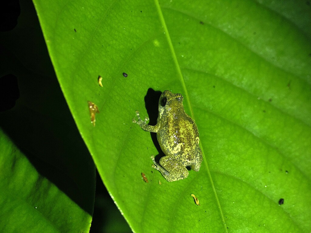 Horst's Cross Frog (Oreophryne frontifasciata)