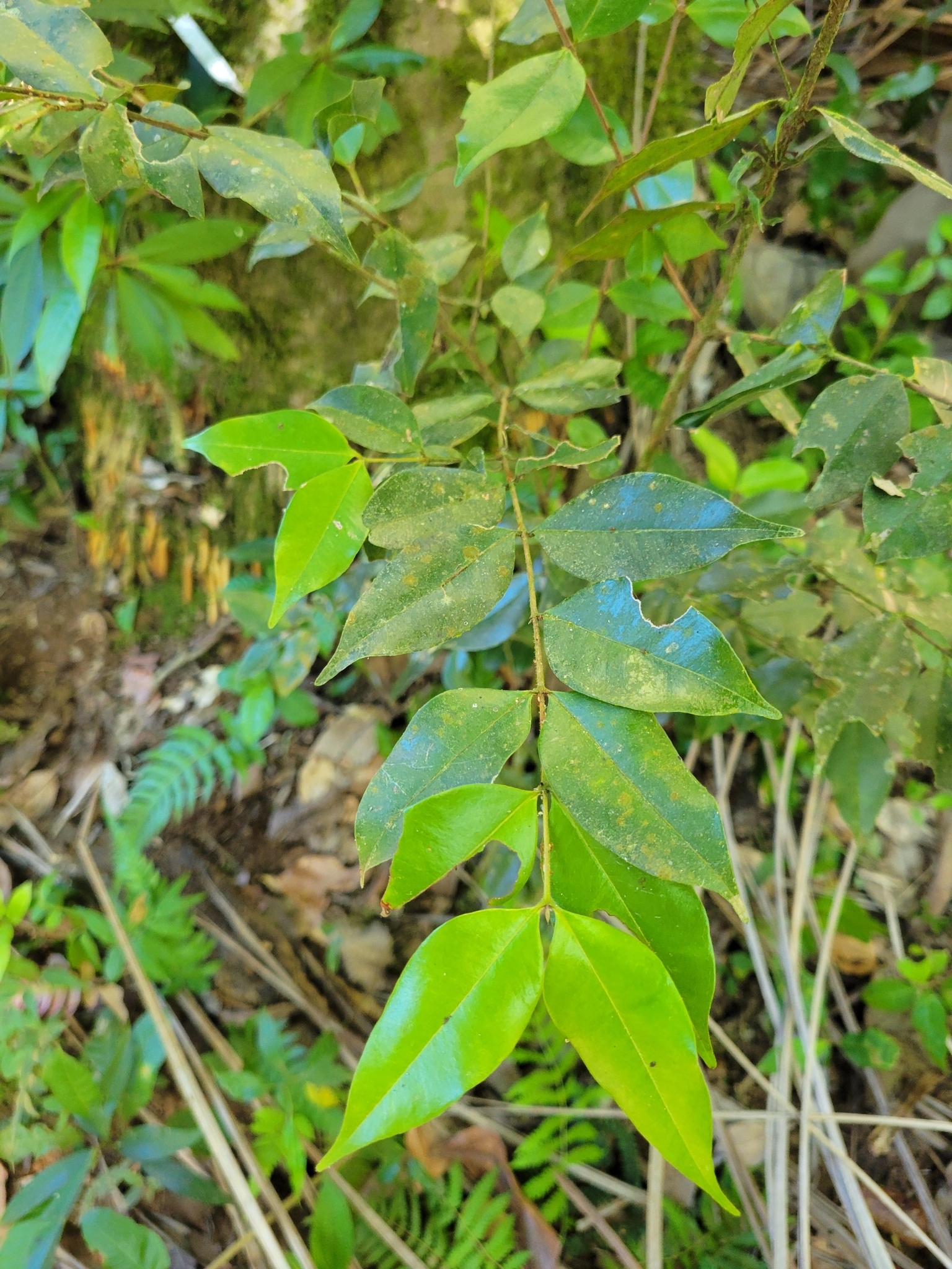 Imagem de Pedra-ume-caá