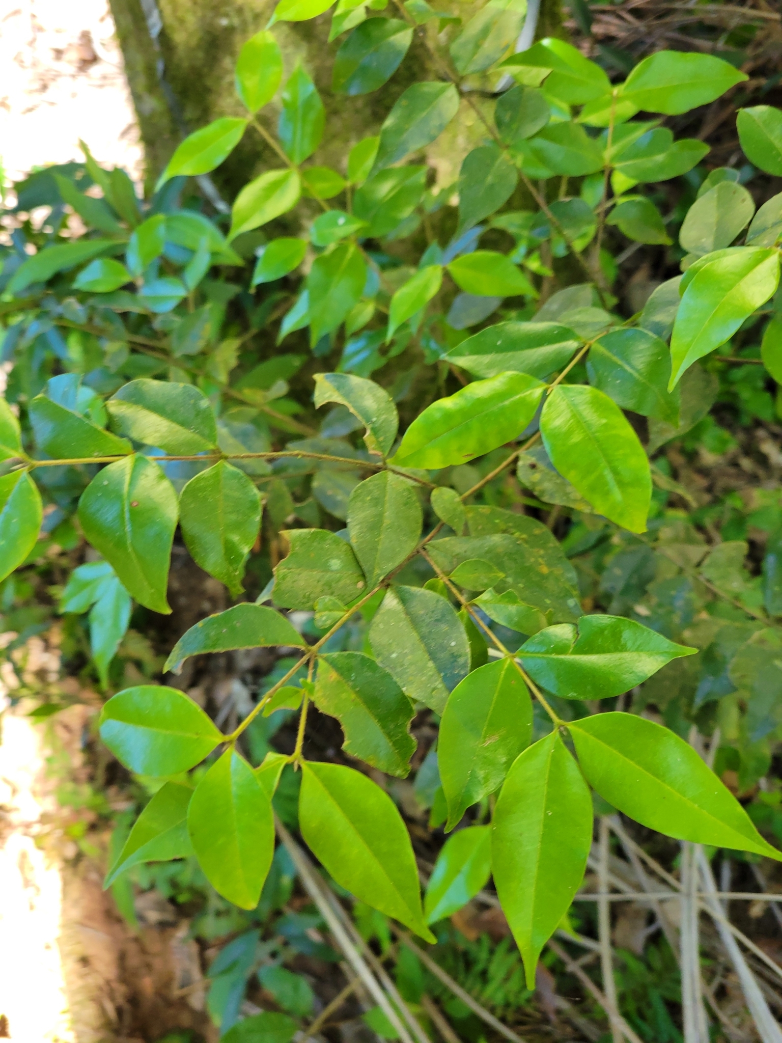 Imagem de Pedra-ume-caá
