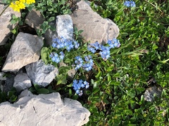 Myosotis alpestris