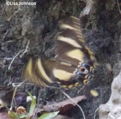 Heraclides machaonides