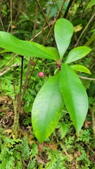 Ardisia elliptica, recorded fruiting