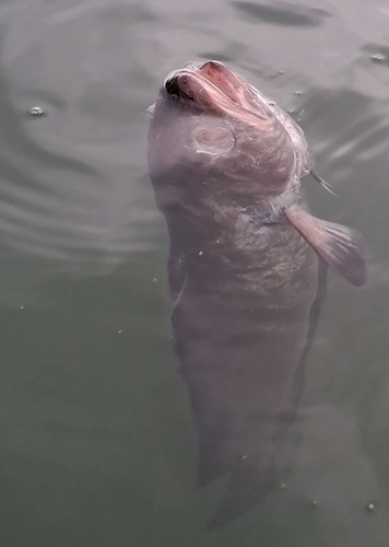 Patagonian cod (Salilota australis) — Moridae — 4