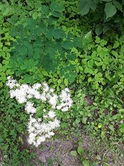 Thalictrum pubescens