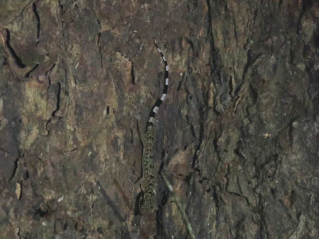 Moluccan Bow-Fingered Gecko