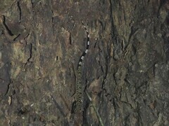 Moluccan Bow-Fingered Gecko photo 1