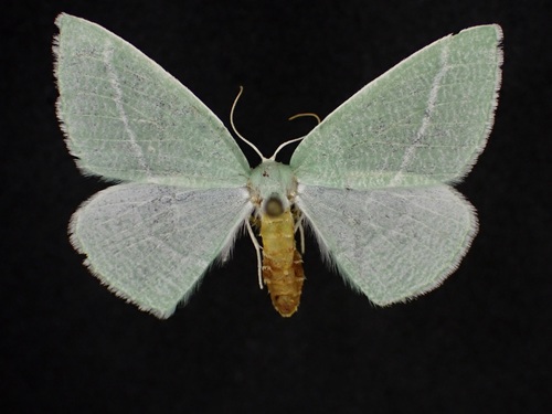 Chlorosea nevadaria photo 2