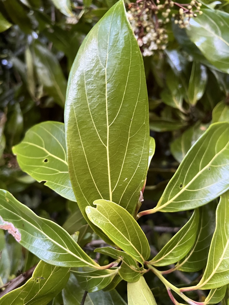Foto de Canela-preta