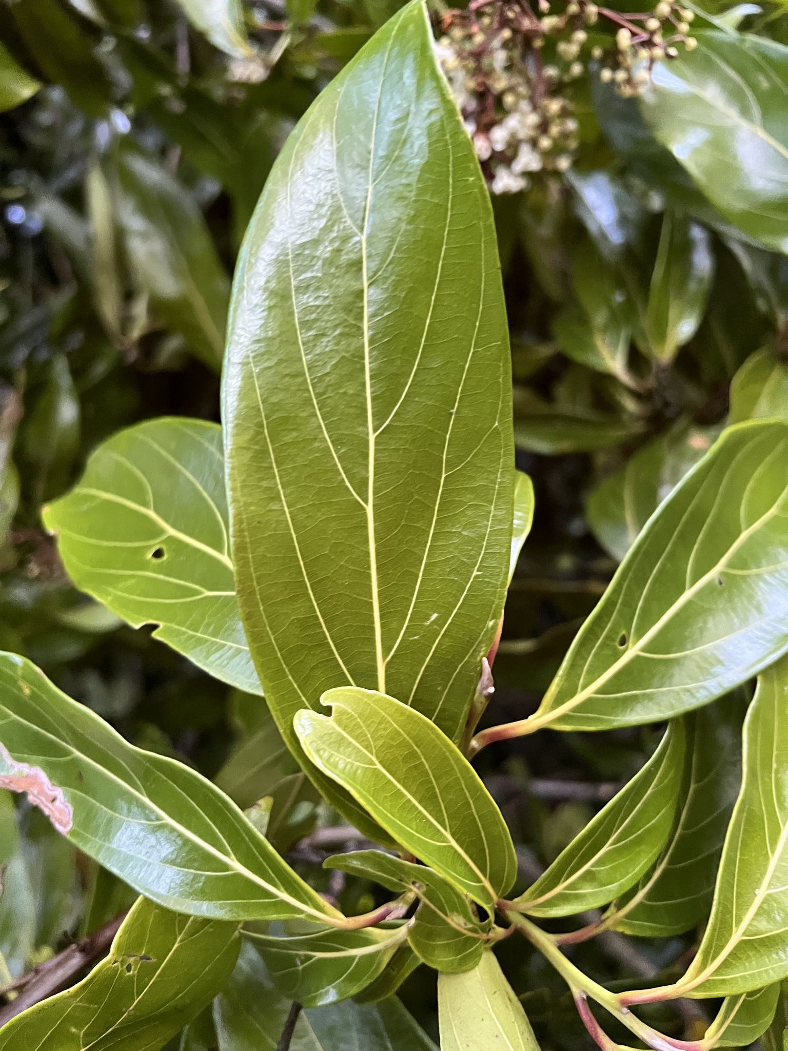 Imagem de Canela-preta