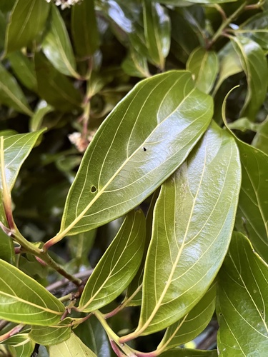 Foto de Canela-preta