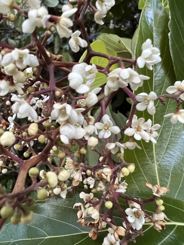Foto de Canela-preta