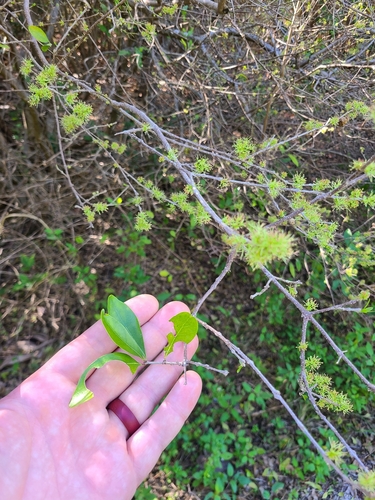 Image of Forestiera segregata by (c) Will Kuhn, some rights reserved (CC BY)