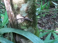 Anolis tropidonotus