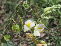 Onobrychis radiata