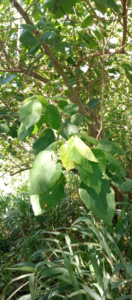 Foto de Tapiá