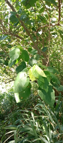 Tapiá