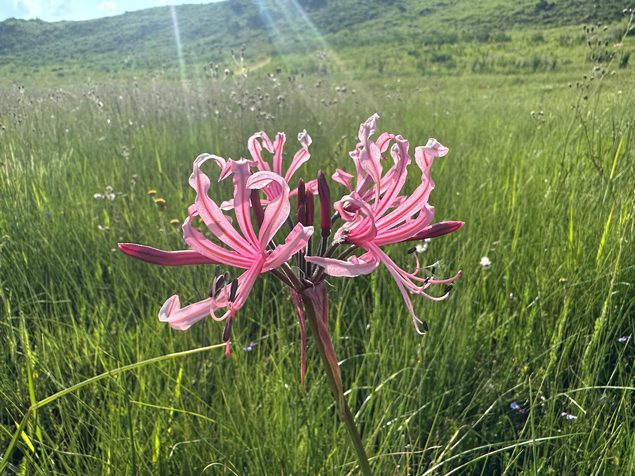 Ribbon Nerine (Nerine angustifolia)