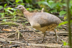 Undulated Tinamou photo 3