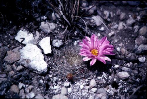 Mammillaria napina