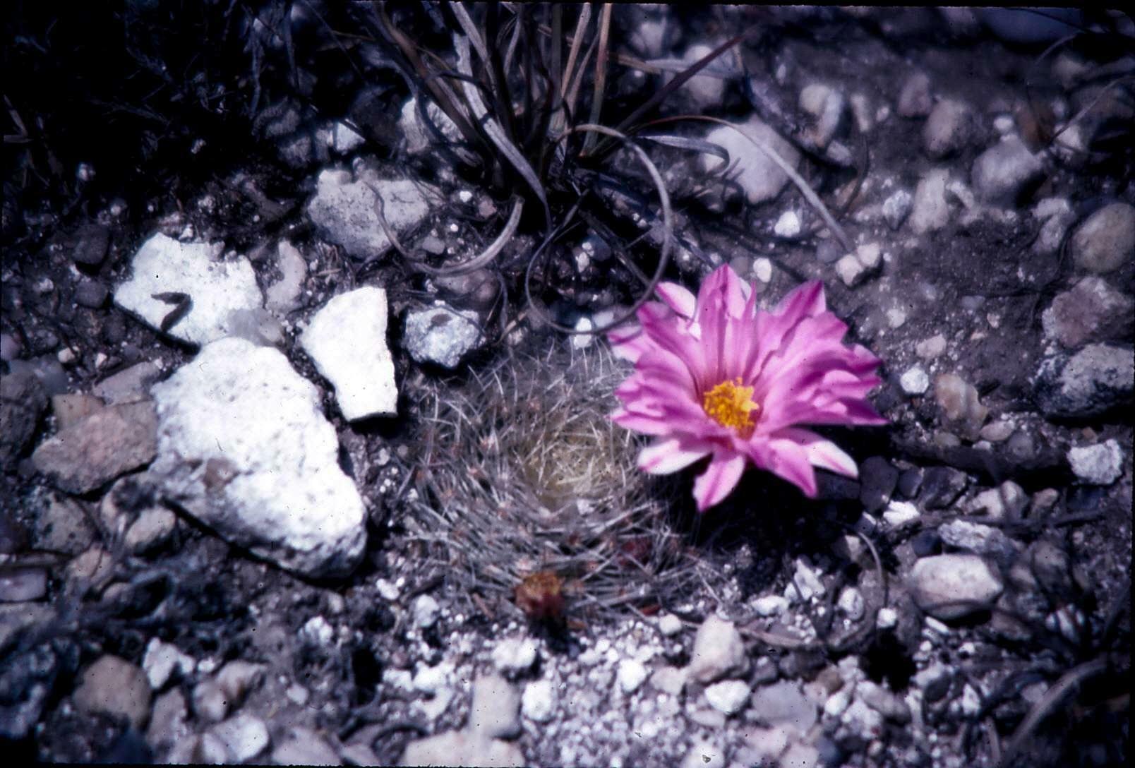 Mammillaria napina