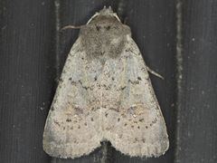 Homorthodes communis