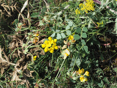 Securigera orientalis